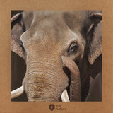 Asian Elephant T-Shirt