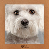 Bichon Maltese T-Shirt Women