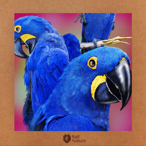 Blue Macaws T-Shirt Kids