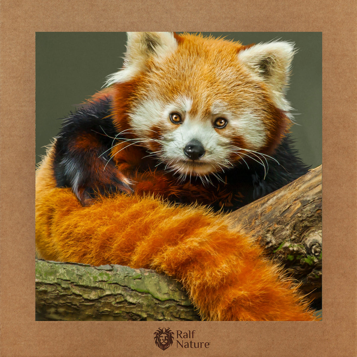 Red Panda T-Shirt – Ralf Nature