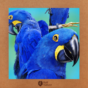 Blue Macaws T-Shirt Women